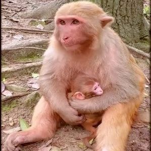 Meet your Posher, Amparo